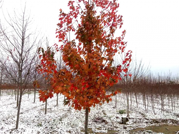 四、購置我們的紅楓后，成活率怎么樣？
