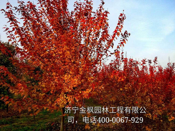 三、購買(mǎi)我們紅楓具體流程是怎么進(jìn)行的？