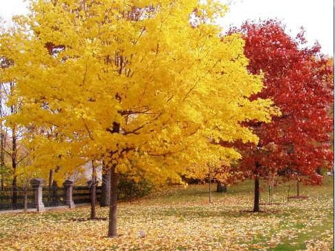 一、我們的紅楓為何能保障在同類(lèi)產(chǎn)品中價(jià)錢(qián)低？