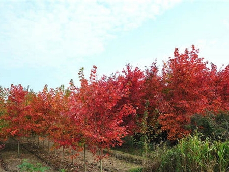 美國紅楓澆水時(shí)要注意哪些事項
