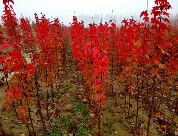 夏季美國紅楓是如何生長(cháng)的